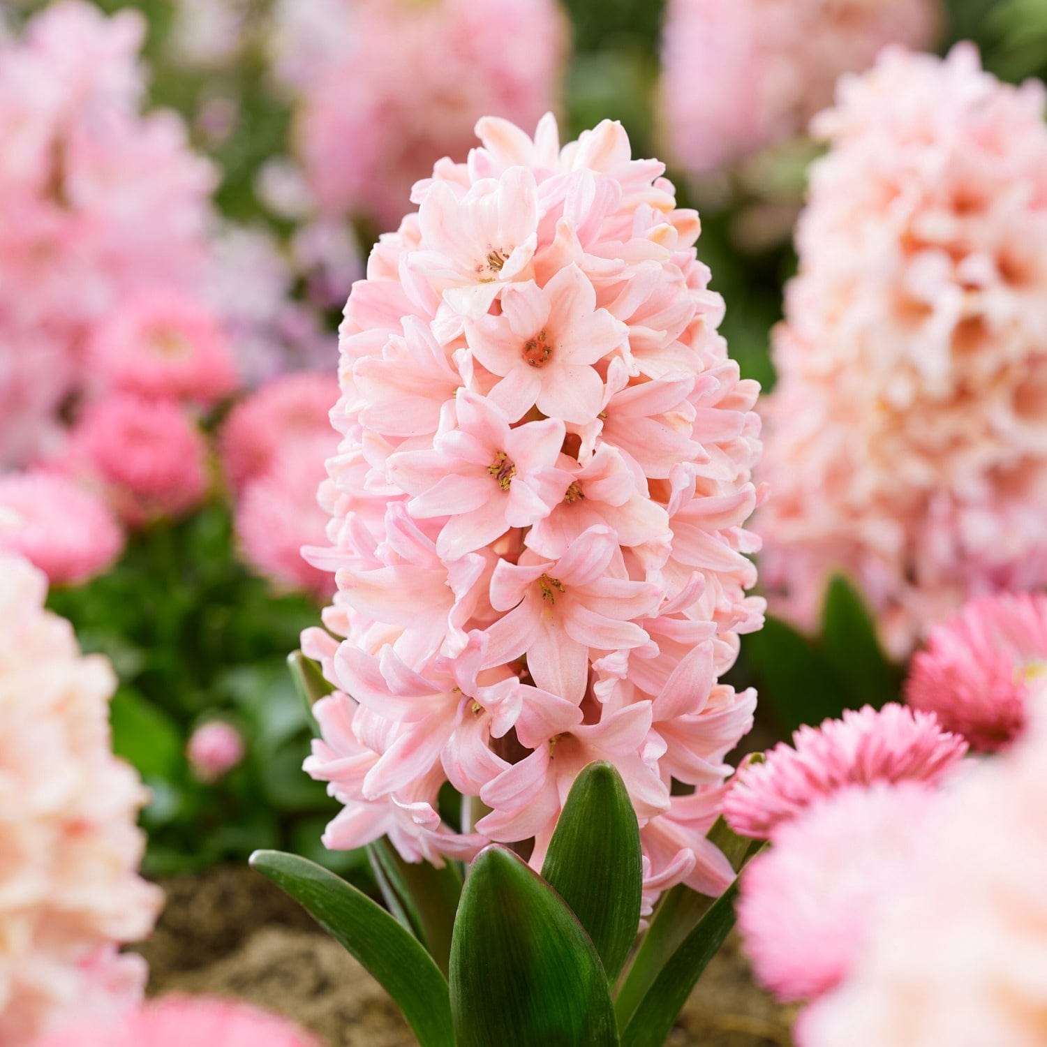 Hyazinthe 'Apricot Passion' - hyacinter